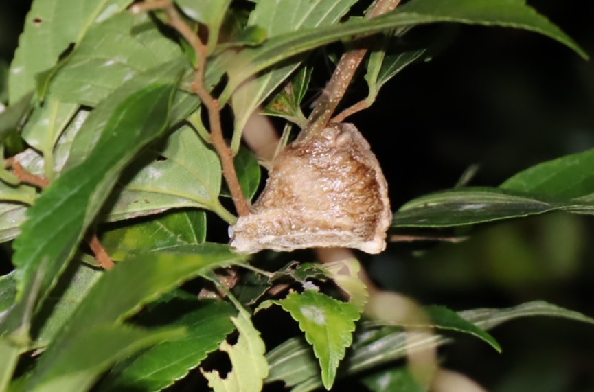 地上1.5ｍの小枝_オオカマキリの卵_2021年10月29日17時20分頃 気温16度